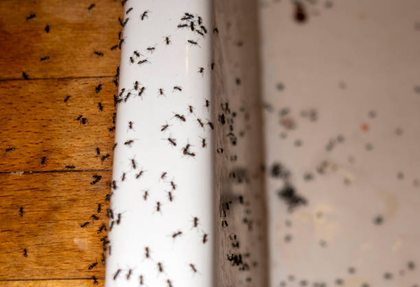 Best Cockroach Control Services  in Columbus Af, MS