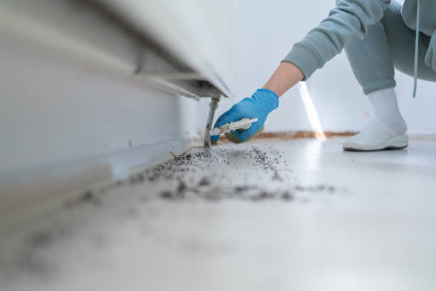 Best Flea Control Services  in Columbus Af, MS